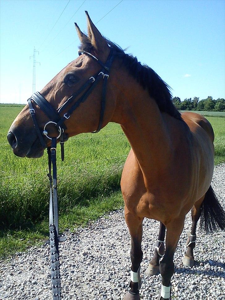 Dansk Varmblod Qvinni billede 2
