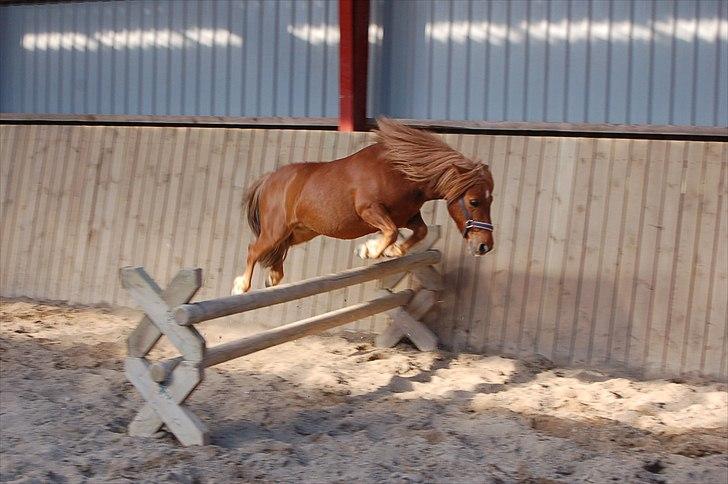 Shetlænder | Sylvester *Charmetrold* billede 13