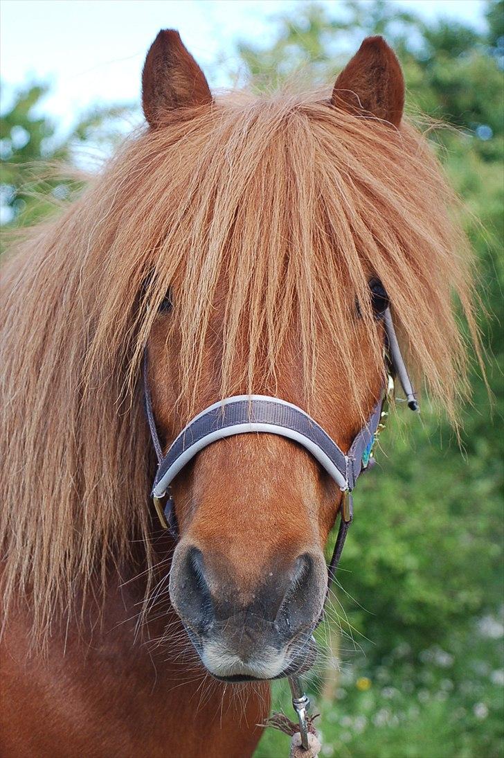 Shetlænder | Sylvester *Charmetrold* billede 17