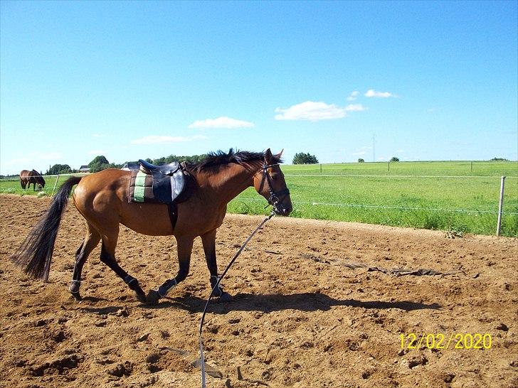 Dansk Varmblod Qvinni billede 3
