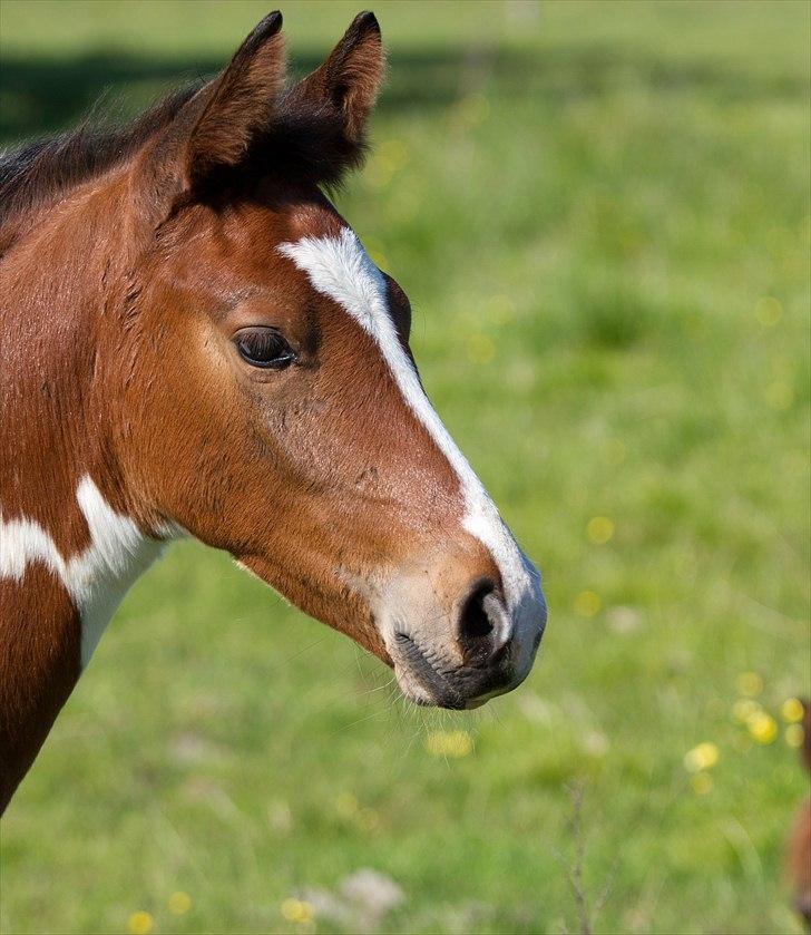 Pinto Gaasdal´s Jasmin - juni 2011. billede 15