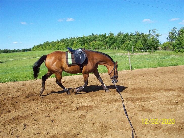 Dansk Varmblod Qvinni billede 4