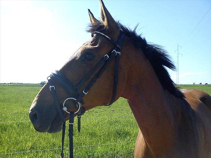 Dansk Varmblod Qvinni billede 6