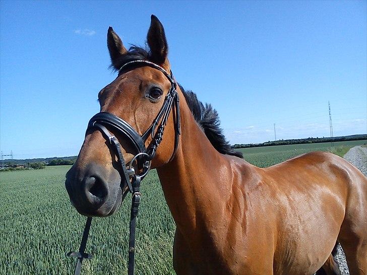 Dansk Varmblod Qvinni billede 7