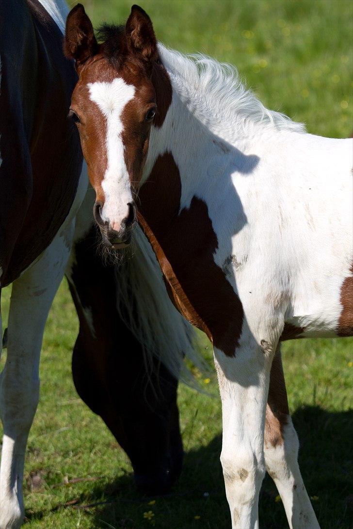 Pinto Gaasdal´s Jasmin - juni 2011. billede 16