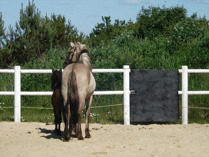 Anden særlig race Friser/fjord hoppen Mysla - Mysla og Prins  billede 8