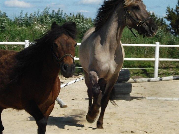Anden særlig race Friser/fjord hoppen Mysla billede 2