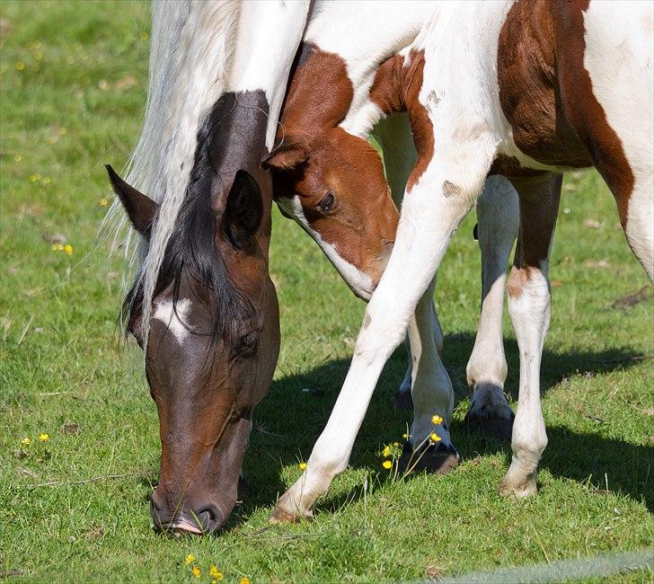 Pinto Gaasdal´s Jasmin - juni 2011. billede 17