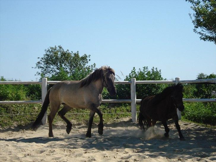 Anden særlig race Friser/fjord hoppen Mysla billede 5
