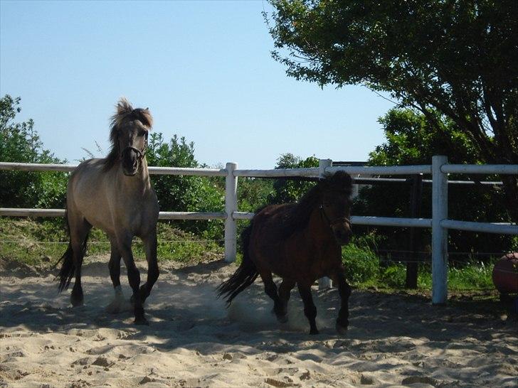 Anden særlig race Friser/fjord hoppen Mysla billede 6