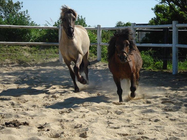 Anden særlig race Friser/fjord hoppen Mysla billede 7