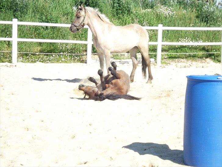 Anden særlig race Friser/fjord hoppen Mysla billede 14