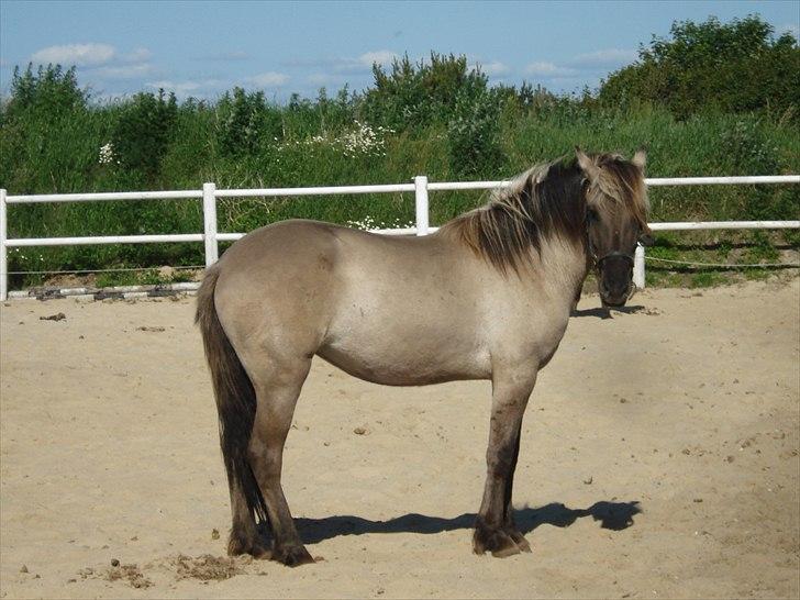 Anden særlig race Friser/fjord hoppen Mysla billede 9