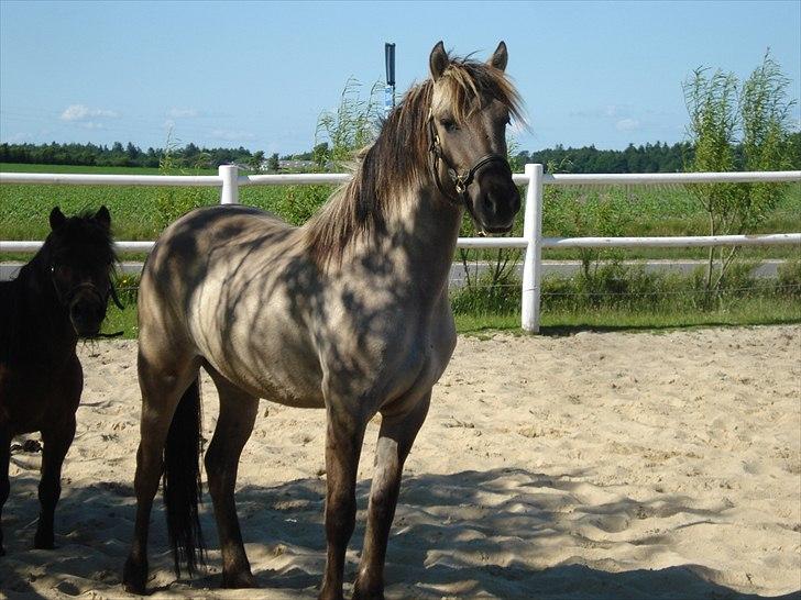 Anden særlig race Friser/fjord hoppen Mysla billede 1