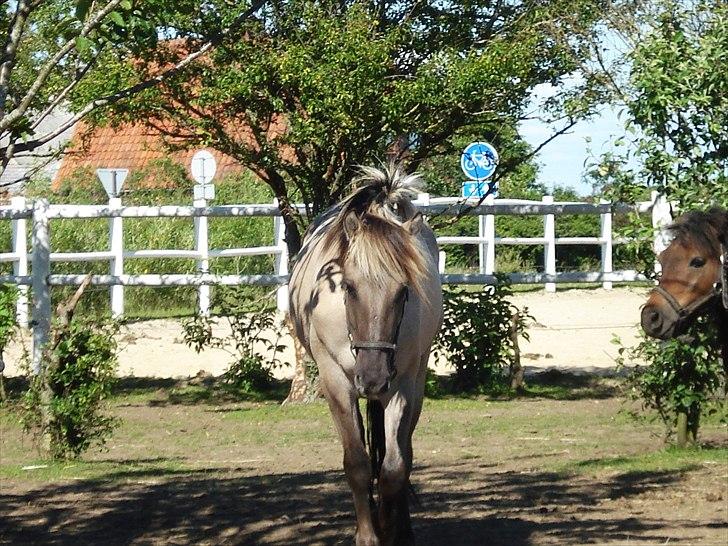 Anden særlig race Friser/fjord hoppen Mysla billede 12