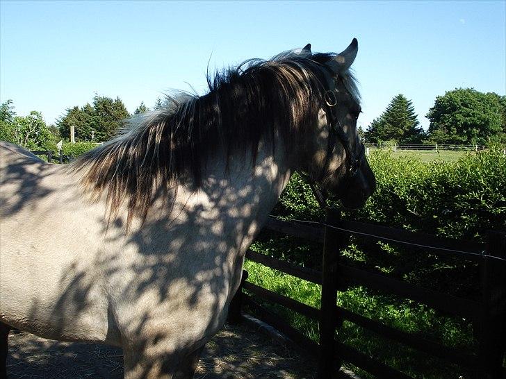Anden særlig race Friser/fjord hoppen Mysla billede 13