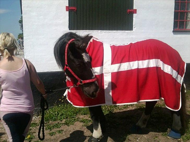 Tinker Major Mentz ( tidligere hest ) billede 14