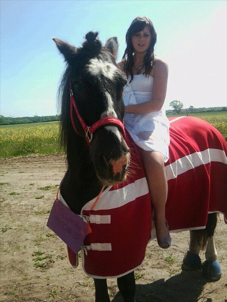 Tinker Major Mentz ( tidligere hest ) billede 15