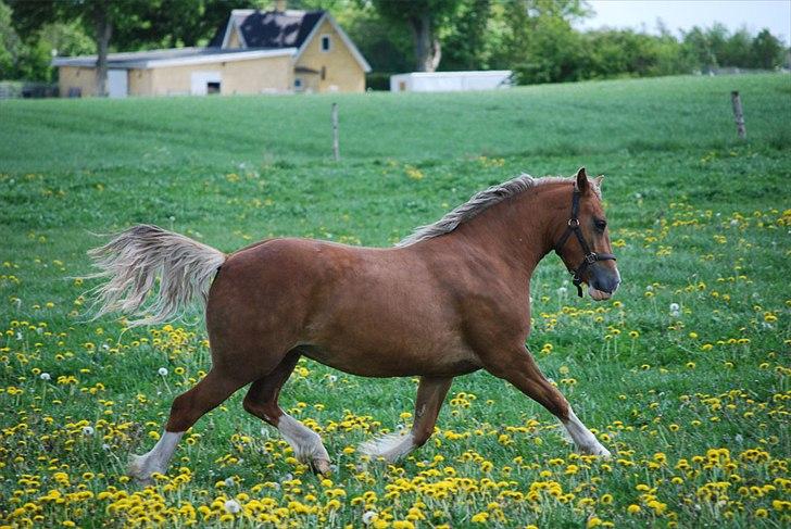 Welsh Cob (sec D) HolmLunds Royal Princess billede 3