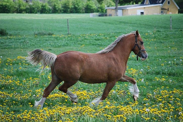 Welsh Cob (sec D) HolmLunds Royal Princess billede 2