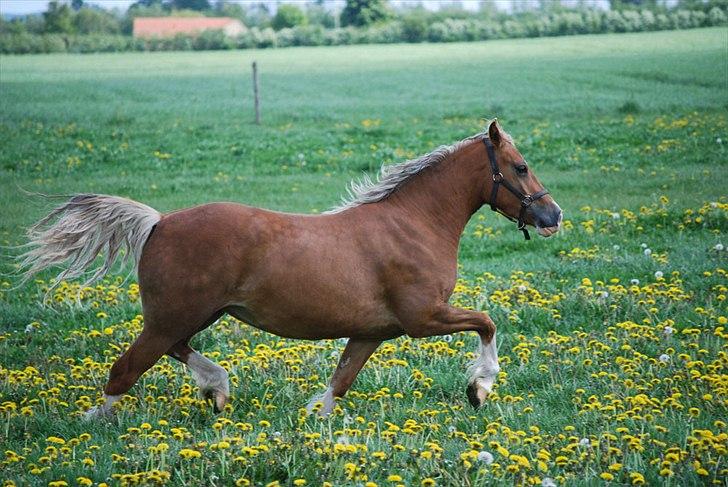 Welsh Cob (sec D) HolmLunds Royal Princess - 2011

 3 år billede 1