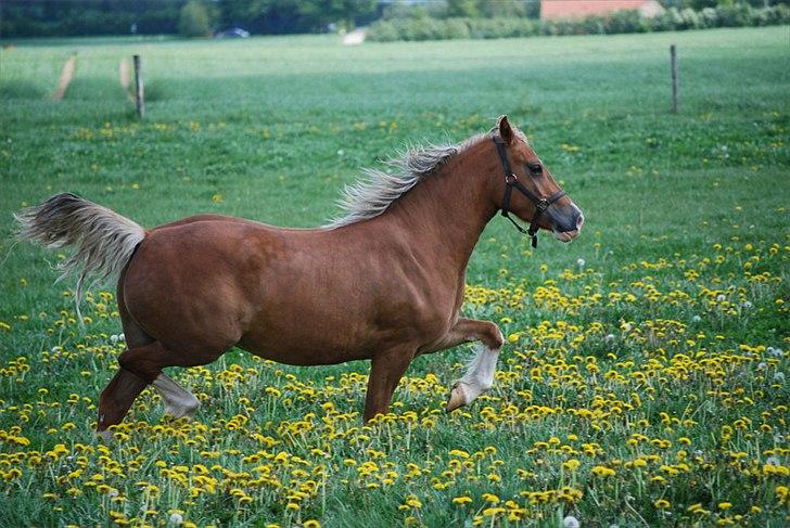 Welsh Cob (sec D) HolmLunds Royal Princess billede 4