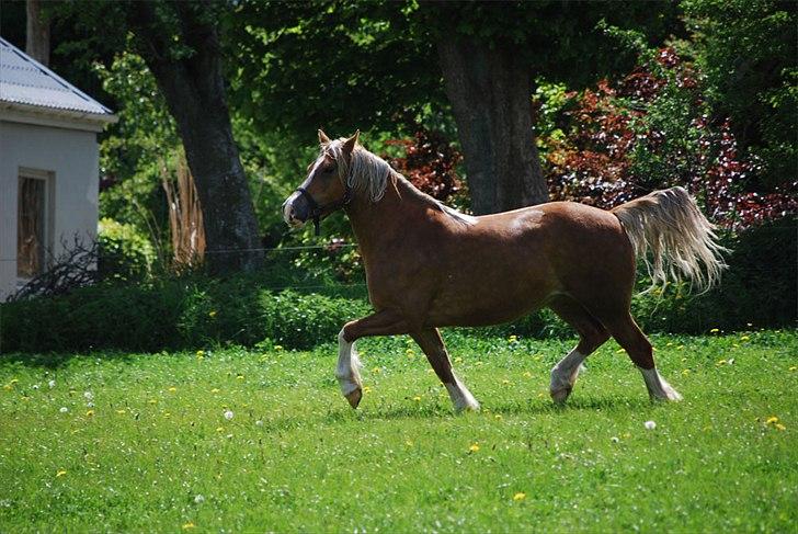 Welsh Cob (sec D) HolmLunds Royal Princess billede 7