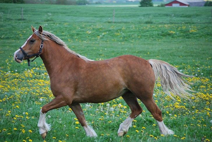 Welsh Cob (sec D) HolmLunds Royal Princess billede 5