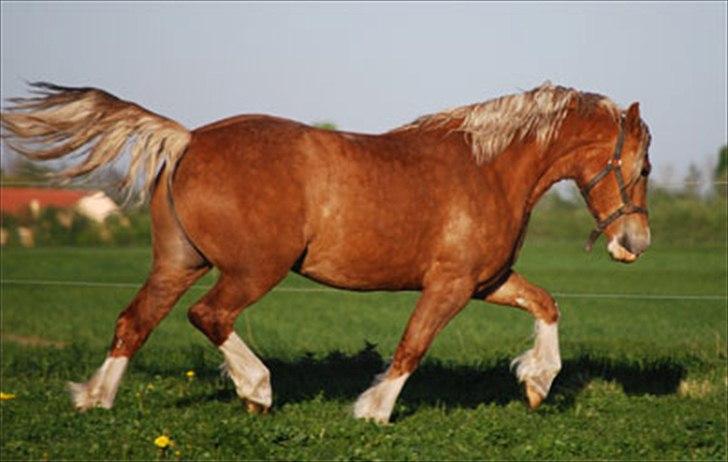 Welsh Cob (sec D) HolmLunds Royal Princess billede 6