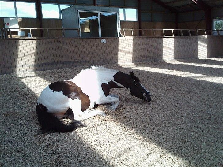 Anden særlig race laban/panda billede 1