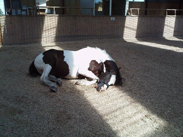 Anden særlig race laban/panda billede 2