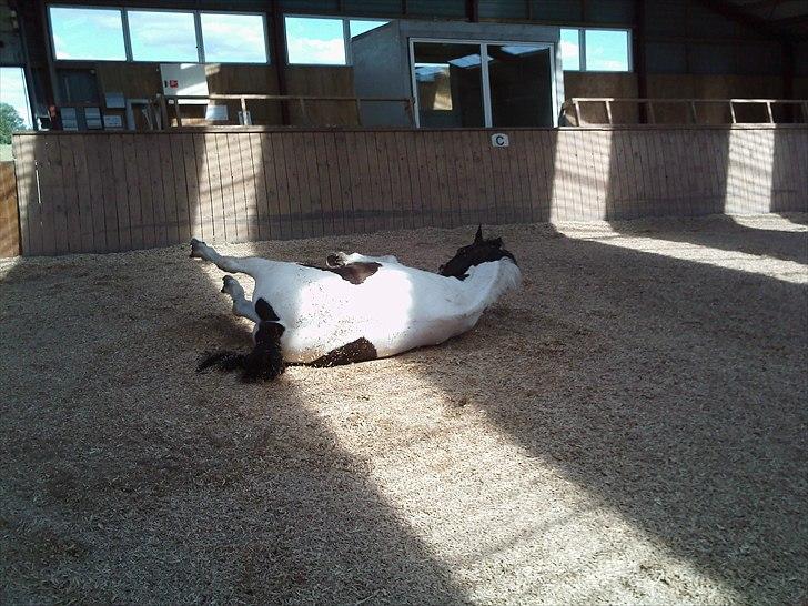 Anden særlig race laban/panda billede 3