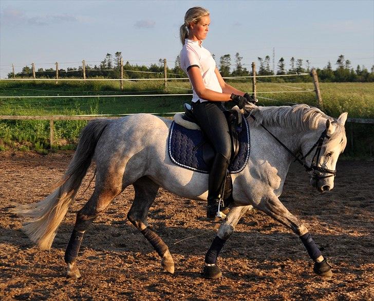 Connemara Canella billede 15