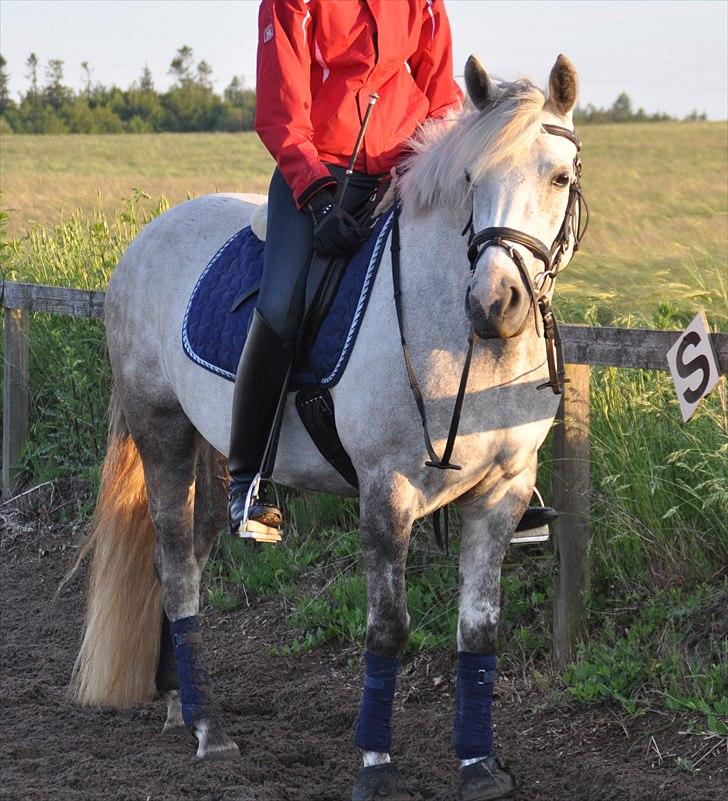 Connemara Canella billede 16