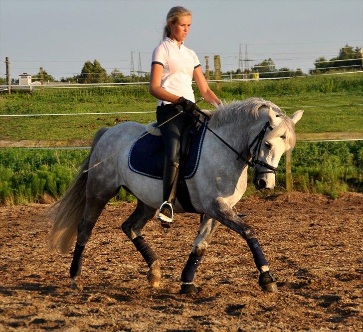 Connemara Canella - søøøøøde :) billede 1