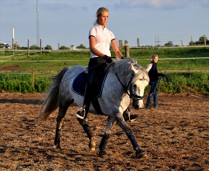 Connemara Canella billede 17