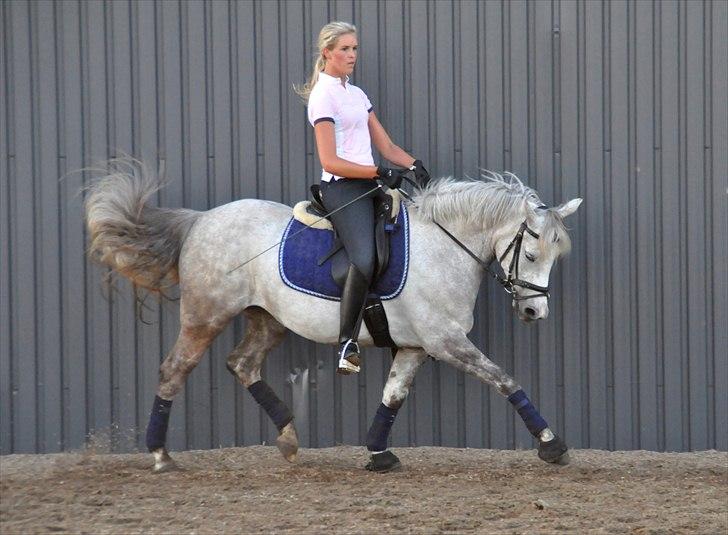 Connemara Canella billede 18