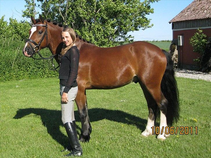 Welsh Pony af Cob-type (sec C) Rytterbjergets Discovery billede 2