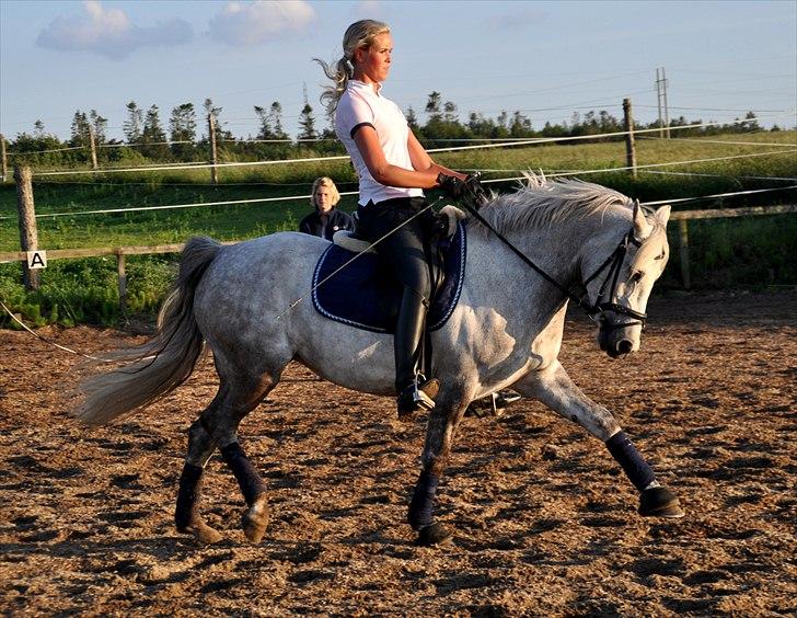 Connemara Canella billede 19