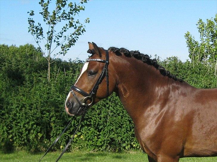 Welsh Pony af Cob-type (sec C) Rytterbjergets Discovery billede 3