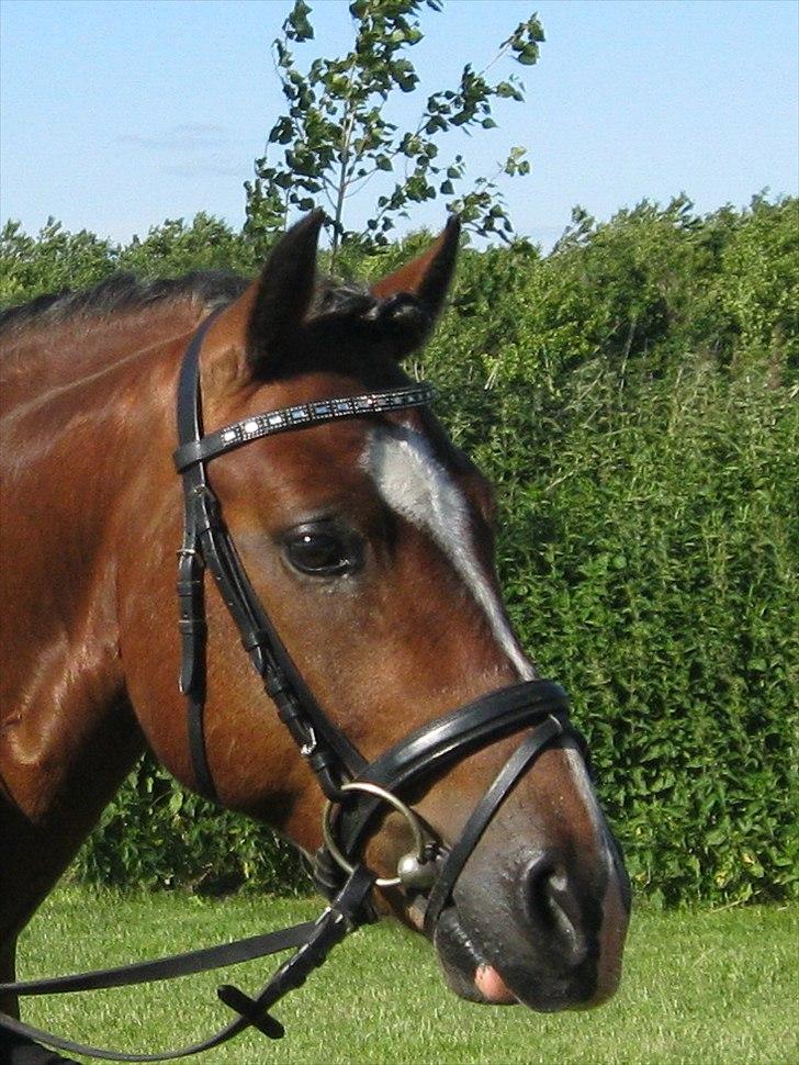 Welsh Pony af Cob-type (sec C) Rytterbjergets Discovery billede 14