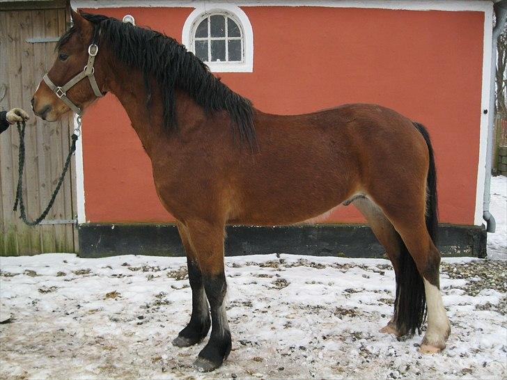 Welsh Pony af Cob-type (sec C) Rytterbjergets Discovery - Noget pjusket kort efter ankomst billede 7