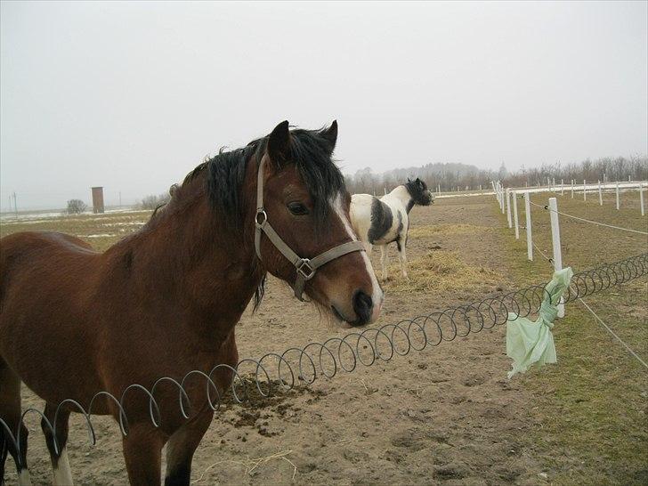 Welsh Pony af Cob-type (sec C) Rytterbjergets Discovery - På fold med sin ven Scooby Doo de første dage herhjemme... billede 5