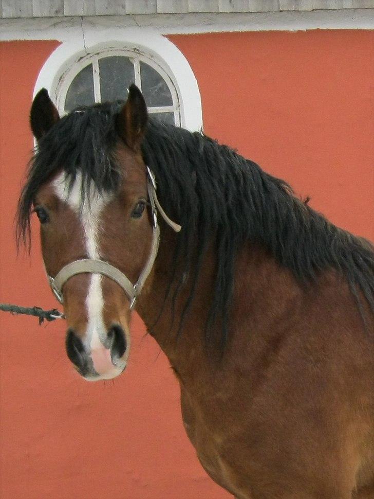 Welsh Pony af Cob-type (sec C) Rytterbjergets Discovery - Noget pjusket kort efter ankomst billede 6