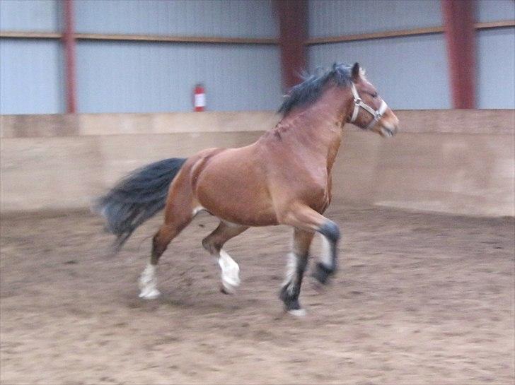 Welsh Pony af Cob-type (sec C) Rytterbjergets Discovery - Leger i ridehallen :-) billede 8