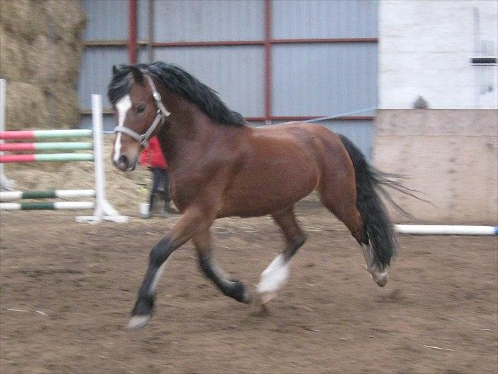 Welsh Pony af Cob-type (sec C) Rytterbjergets Discovery - Leger i ridehallen :-) billede 9