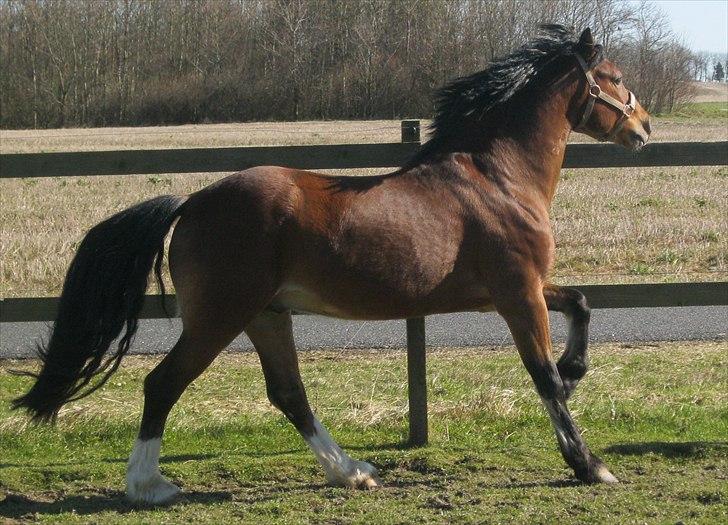 Welsh Pony af Cob-type (sec C) Rytterbjergets Discovery - Galop billede 10