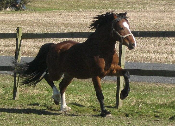 Welsh Pony af Cob-type (sec C) Rytterbjergets Discovery - trav billede 12