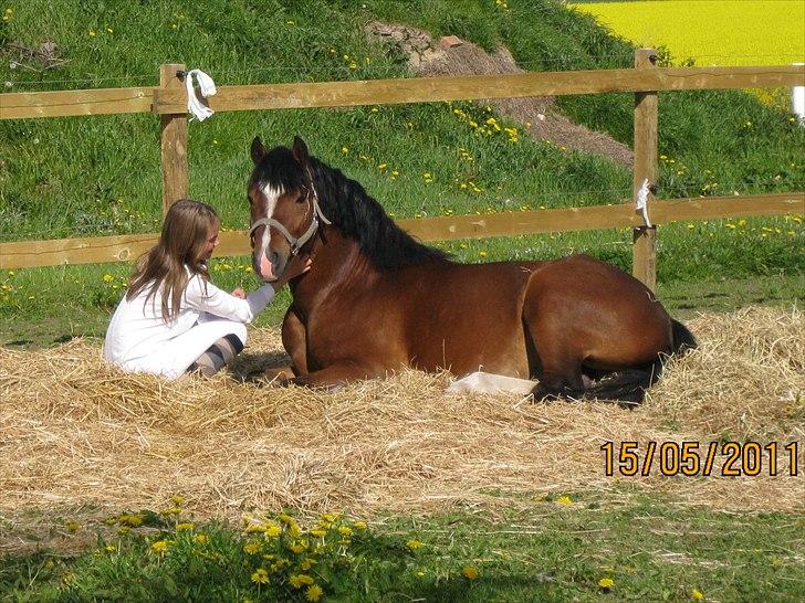 Welsh Pony af Cob-type (sec C) Rytterbjergets Discovery - Det bedste temperament :-) - en tidlig morgen på folden billede 13