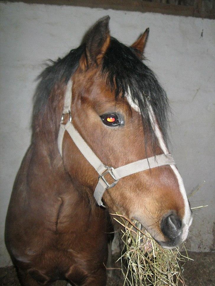 Welsh Pony af Cob-type (sec C) Rytterbjergets Discovery - Lige kommet hjem og smager på varerne :-) billede 4